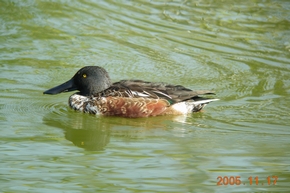 ハシビロガモ　雄